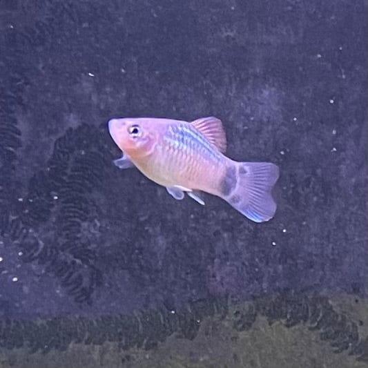 the-fish-farm Platy Platy - Blue Mickey Mouse 3-4cm Buy Blue Mickey Mouse Platies from The Fish Farm Australia
