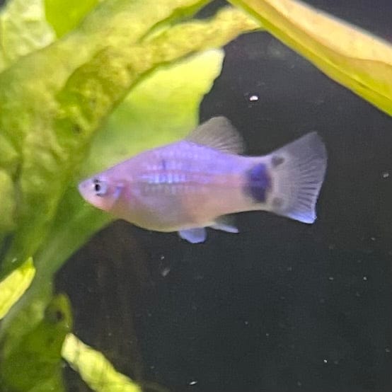 the-fish-farm Platy Platy - Blue Mickey Mouse 3-4cm Buy Blue Mickey Mouse Platies from The Fish Farm Australia