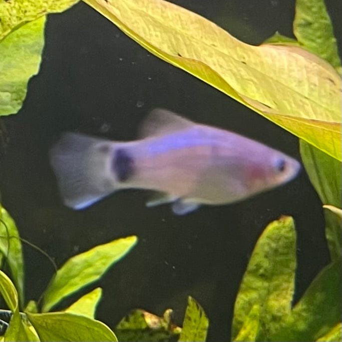 the-fish-farm Platy Platy - Blue Mickey Mouse 3-4cm Buy Blue Mickey Mouse Platies from The Fish Farm Australia