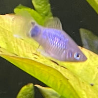 the-fish-farm Platy Platy - Blue Mickey Mouse 3-4cm Buy Blue Mickey Mouse Platies from The Fish Farm Australia