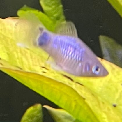 the-fish-farm Platy Platy - Blue Mickey Mouse 3-4cm Buy Blue Mickey Mouse Platies from The Fish Farm Australia