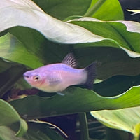 the-fish-farm Platy Platy - Blue Wagtail 4cm Platy - Blue Wagtail 4cm - The Fish Farm