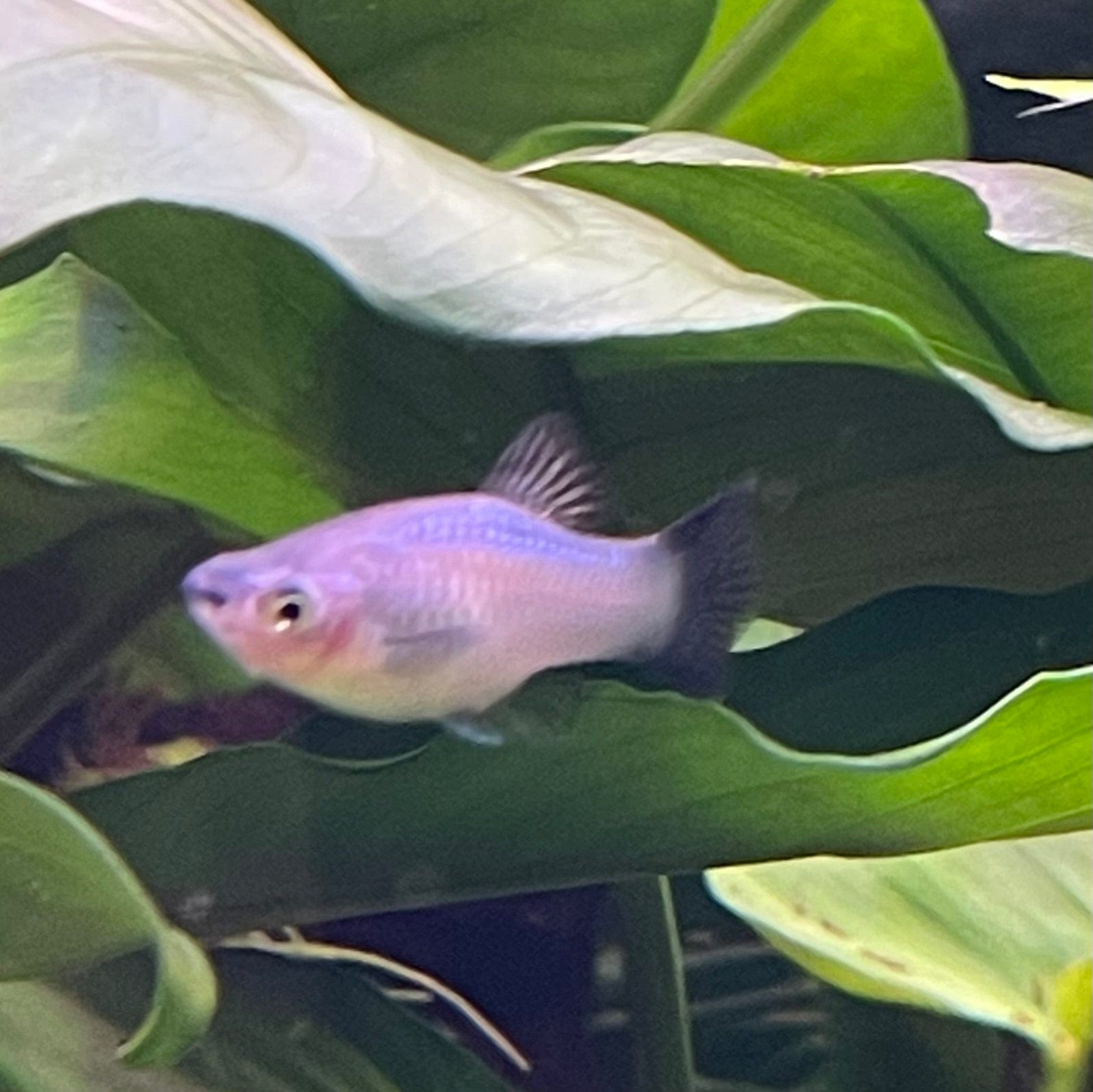 the-fish-farm Platy Platy - Blue Wagtail 4cm Platy - Blue Wagtail 4cm - The Fish Farm