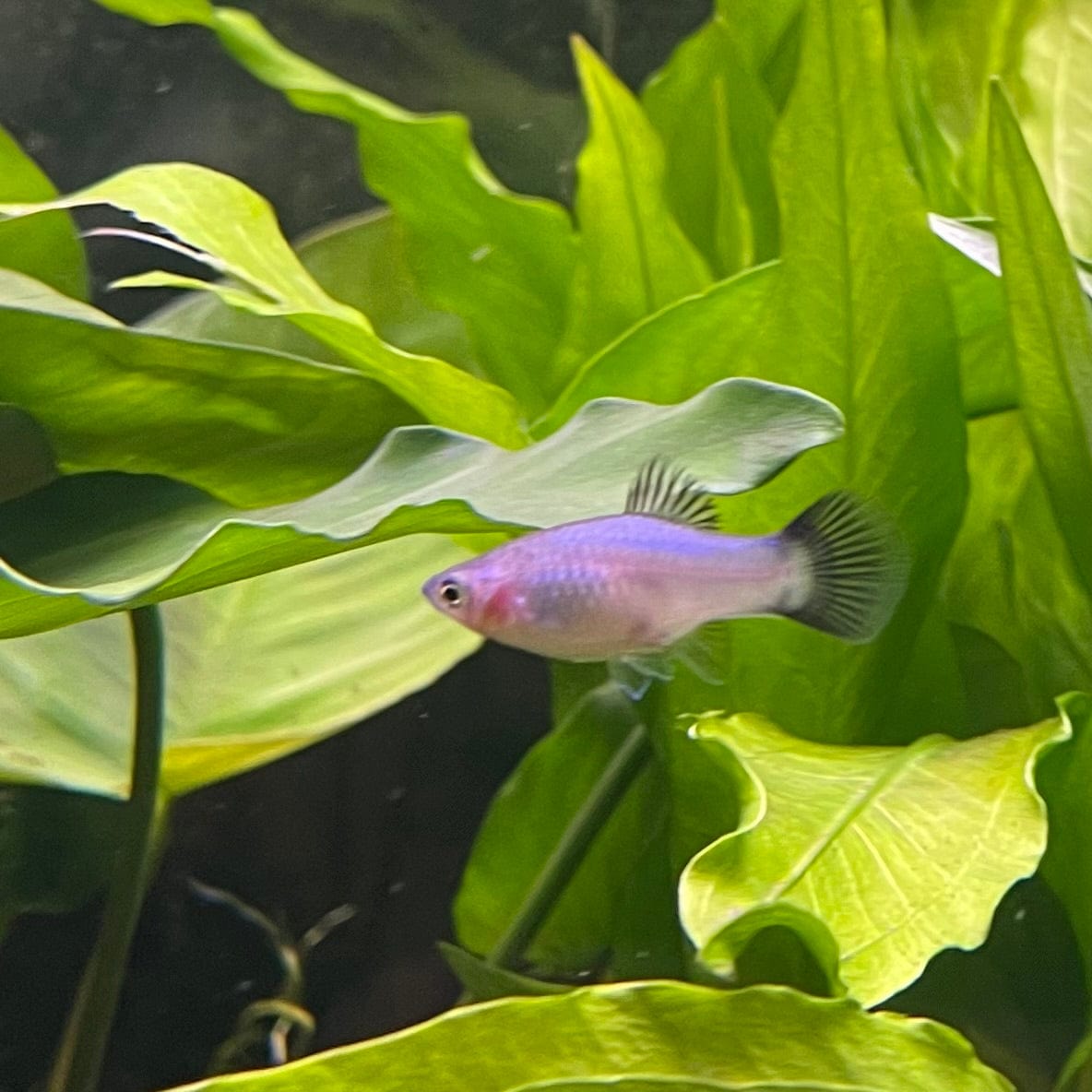 the-fish-farm Platy Platy - Blue Wagtail 4cm Platy - Blue Wagtail 4cm - The Fish Farm