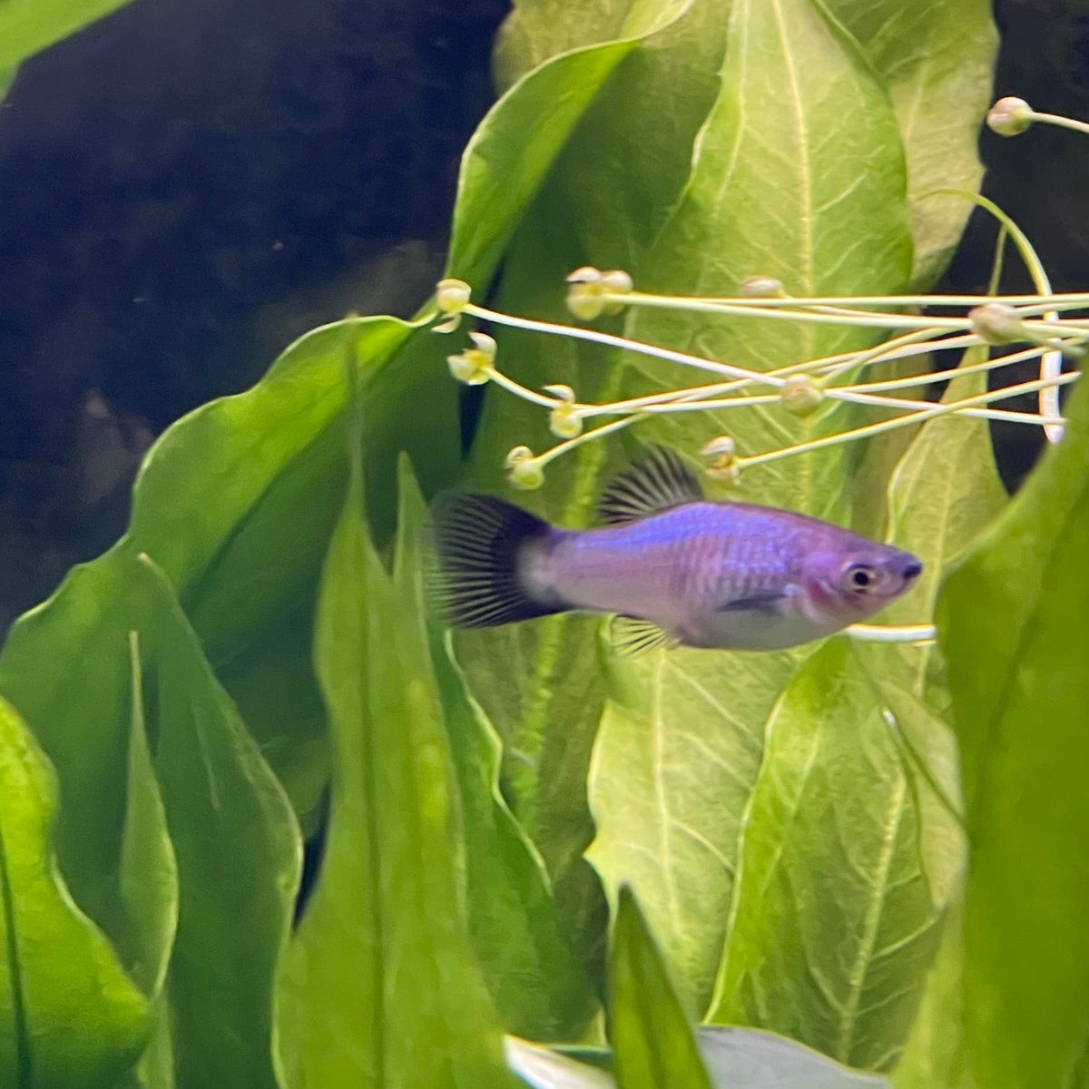 Buy Aquarium Fish Platy - Blue Wagtail 4cm - The Fish Farm