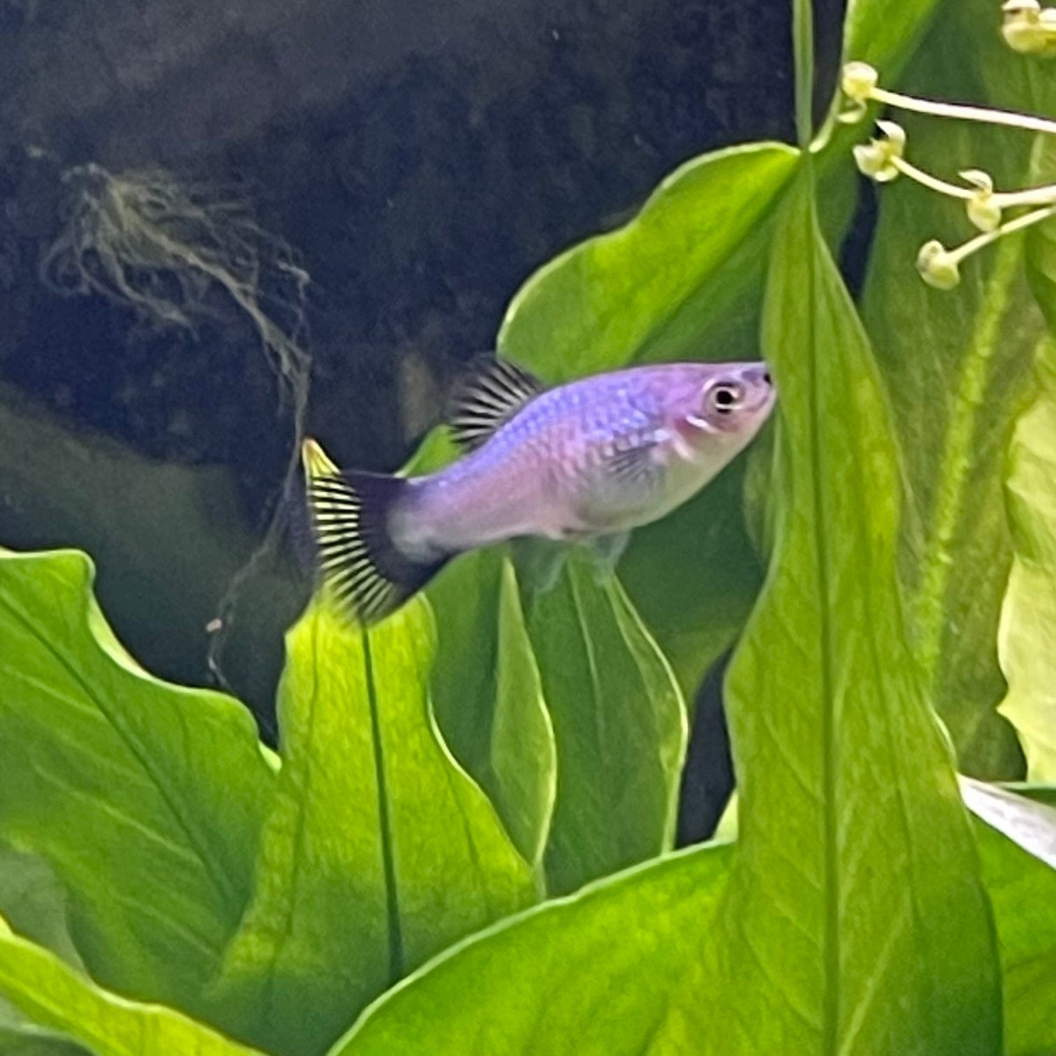 the-fish-farm Platy Platy - Blue Wagtail 4cm Platy - Blue Wagtail 4cm - The Fish Farm