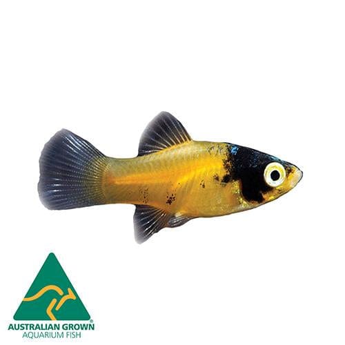 the-fish-farm Platy Platy - Bumble Bee 4cm Bumble Bee Platy 4cm - The Fish Farm