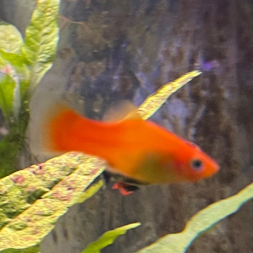 the-fish-farm Platy Platy - Glowlight Sunset 3-4cm Buy Platy Glowlight Sunset 4cm - The Fish Farm
