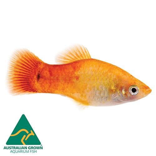 the-fish-farm Platy Platy - Glowlight Sunset 4cm Platy Glowlight Sunset 4cm - The Fish Farm