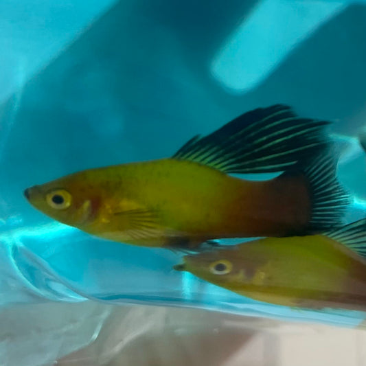 the-fish-farm Platy Platy - Glowlight Wagtail 3-4cm Buy Aquarium Fish Glowlight Wagtail Platies from The Fish Farm Australia