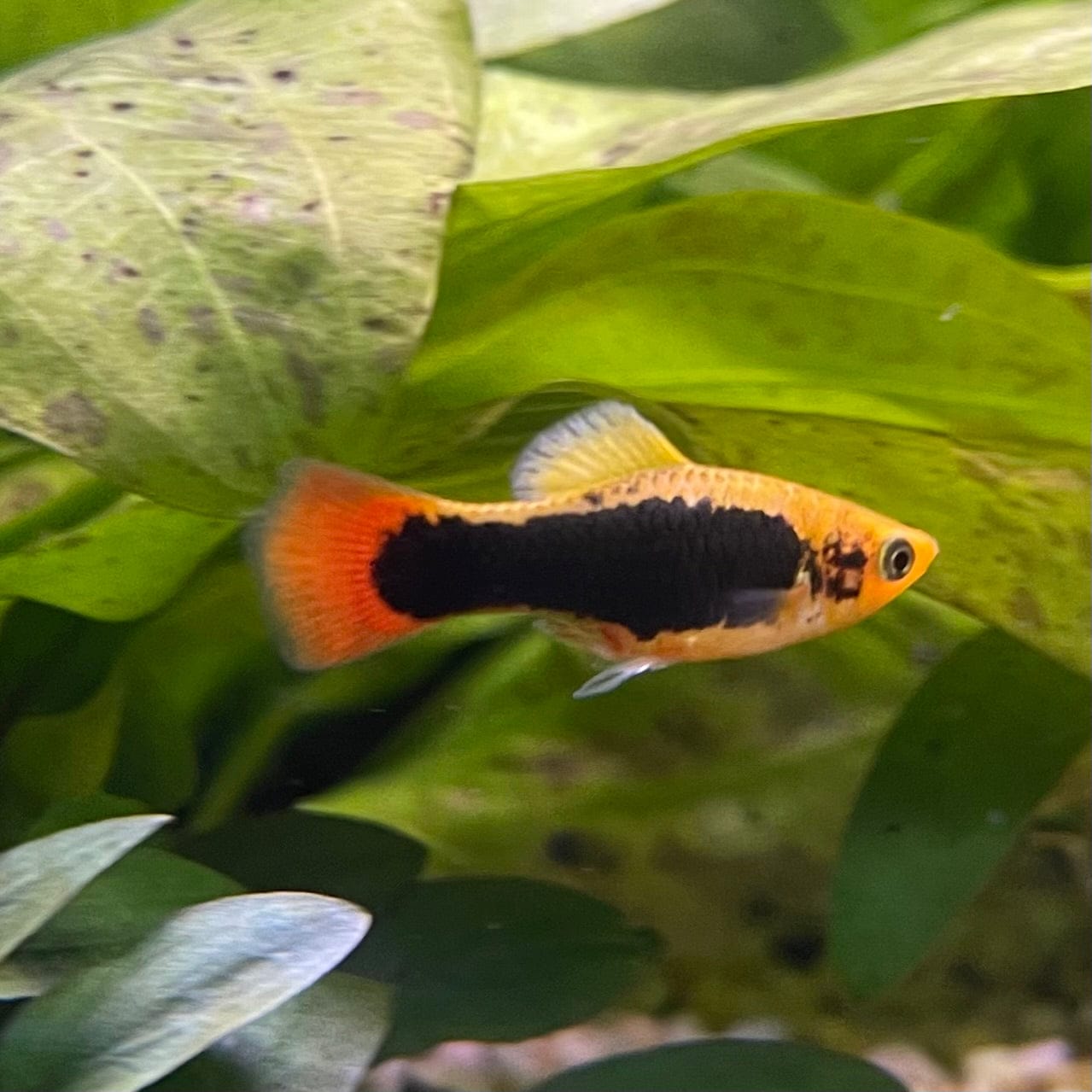 the-fish-farm Platy Platy - Gold Tuxedo 3-4cm Coral Red Platy 3-4cm - The Fish Farm