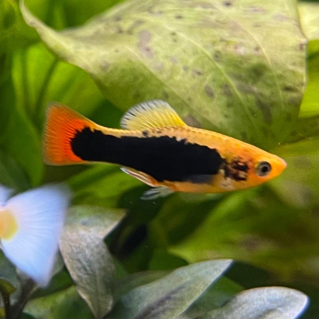 the-fish-farm Platy Platy - Gold Tuxedo 3-4cm Coral Red Platy 3-4cm - The Fish Farm
