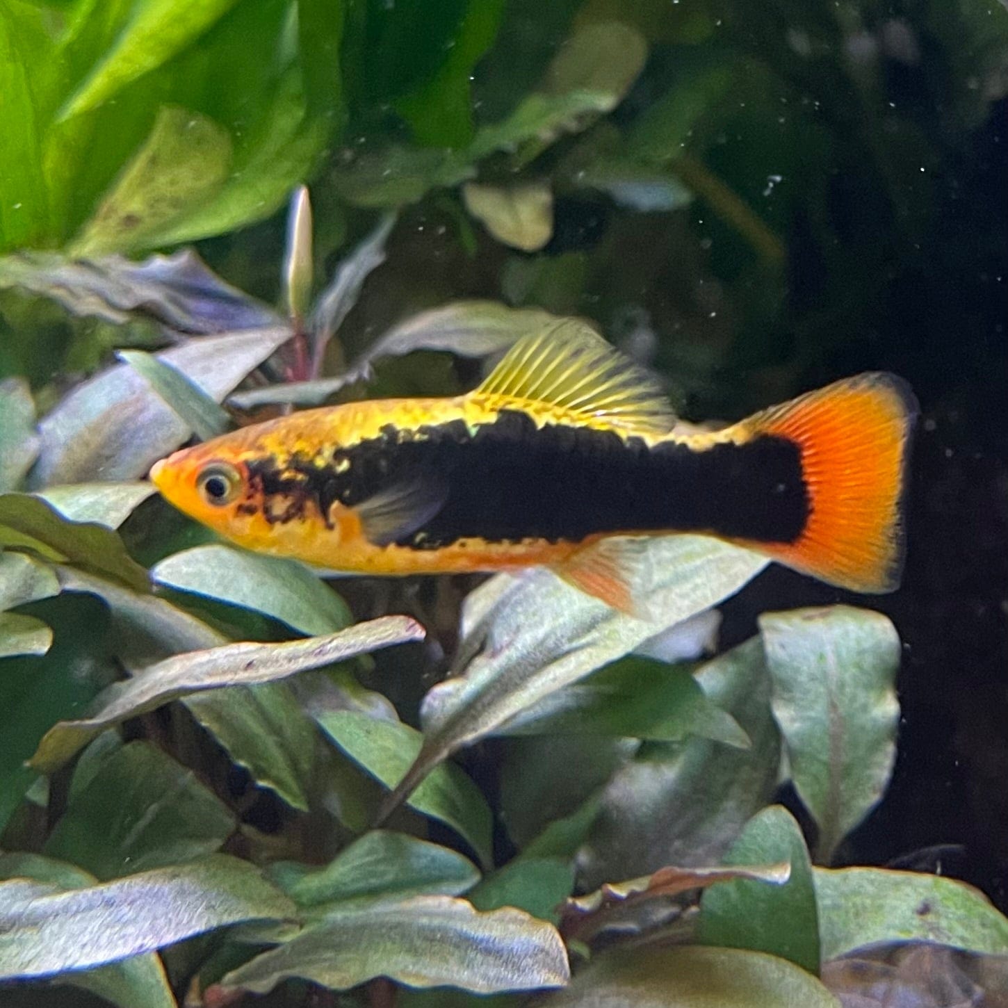 the-fish-farm Platy Platy - Gold Tuxedo 3-4cm Coral Red Platy 3-4cm - The Fish Farm
