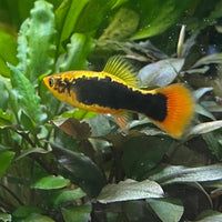 the-fish-farm Platy Platy - Gold Tuxedo 3-4cm Coral Red Platy 3-4cm - The Fish Farm