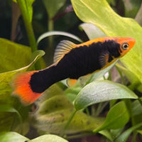 the-fish-farm Platy Platy - Gold Tuxedo 3-4cm Coral Red Platy 3-4cm - The Fish Farm