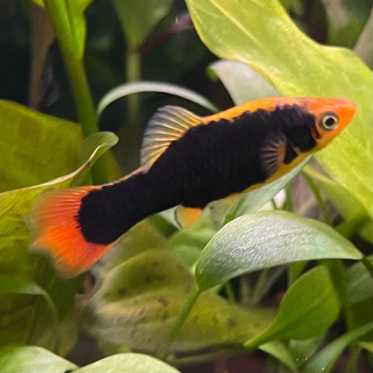 the-fish-farm Platy Platy - Gold Tuxedo 3-4cm Coral Red Platy 3-4cm - The Fish Farm