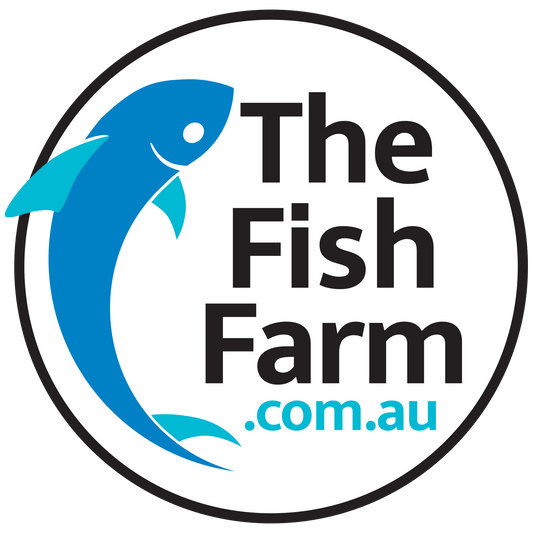 the-fish-farm Platy Platy - Golden Wagtail 3-4cm Buy Aquarium Fish Golden Wagtail Platies from The Fish Farm Australia