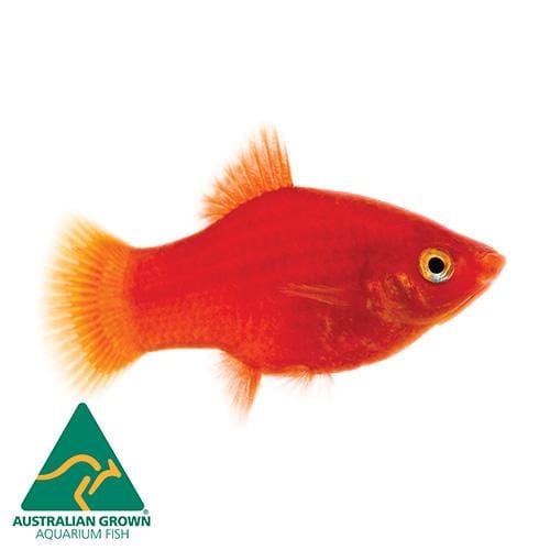 the-fish-farm Platy Platy - Red 4cm Platy Red 4cm - The Fish Farm