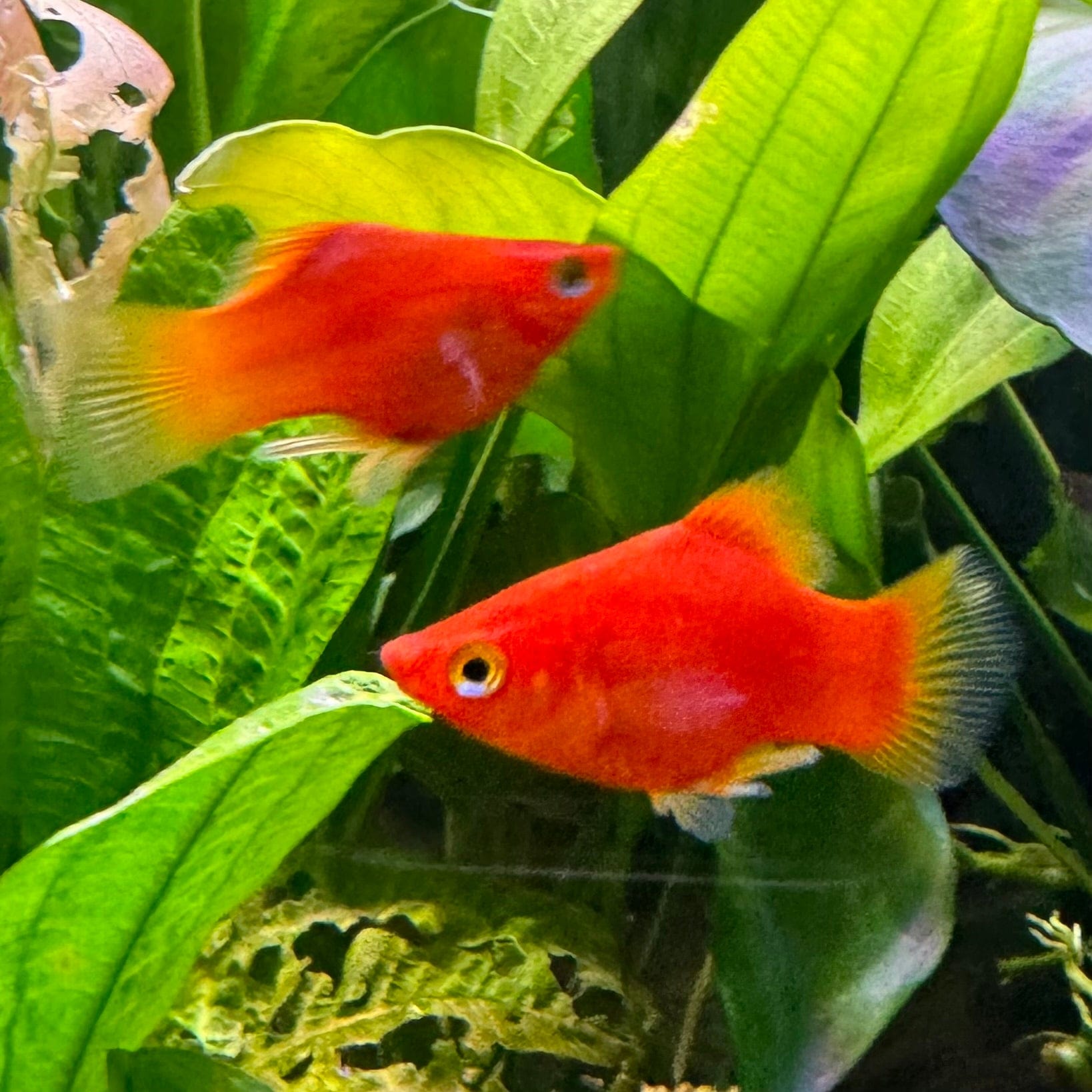 the-fish-farm Platy Platy - Red 4cm Platy Red 4cm - The Fish Farm