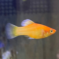 the-fish-farm Platy Platy - Red Glowlight Banana 3-4cm Buy Red Glowlight Banana Platies Aquarium Fish The Fish Farm Australia