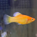 the-fish-farm Platy Platy - Red Glowlight Banana 3-4cm Buy Red Glowlight Banana Platies Aquarium Fish The Fish Farm Australia
