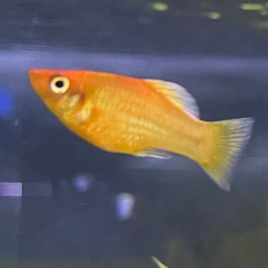 the-fish-farm Platy Platy - Red Glowlight Banana 3-4cm Buy Red Glowlight Banana Platies Aquarium Fish The Fish Farm Australia