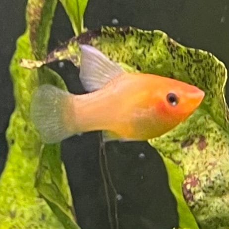 the-fish-farm Platy Platy - Red Glowlight Banana 3-4cm Buy Red Glowlight Banana Platies Aquarium Fish The Fish Farm Australia