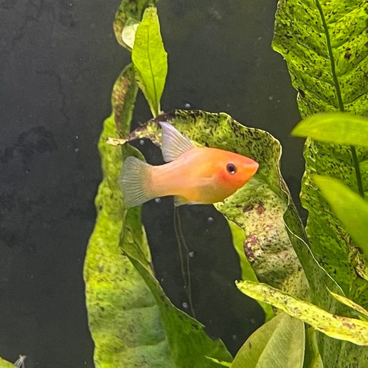 the-fish-farm Platy Platy - Red Glowlight Banana 3-4cm Buy Red Glowlight Banana Platies Aquarium Fish The Fish Farm Australia