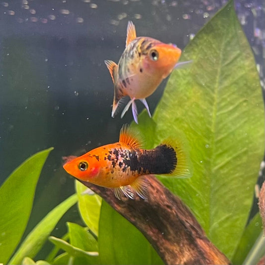 the-fish-farm Platy Platy - Red Gold Speckled 3-4cm Buy Platy Red Speckled - The Fish Farm Australia 