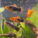 the-fish-farm Platy Platy - Red Gold Speckled 3-4cm Buy Platy Red Speckled - The Fish Farm Australia 