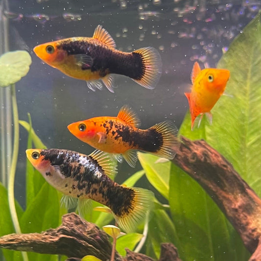 the-fish-farm Platy Platy - Red Gold Speckled 3-4cm Buy Platy Red Speckled - The Fish Farm Australia 