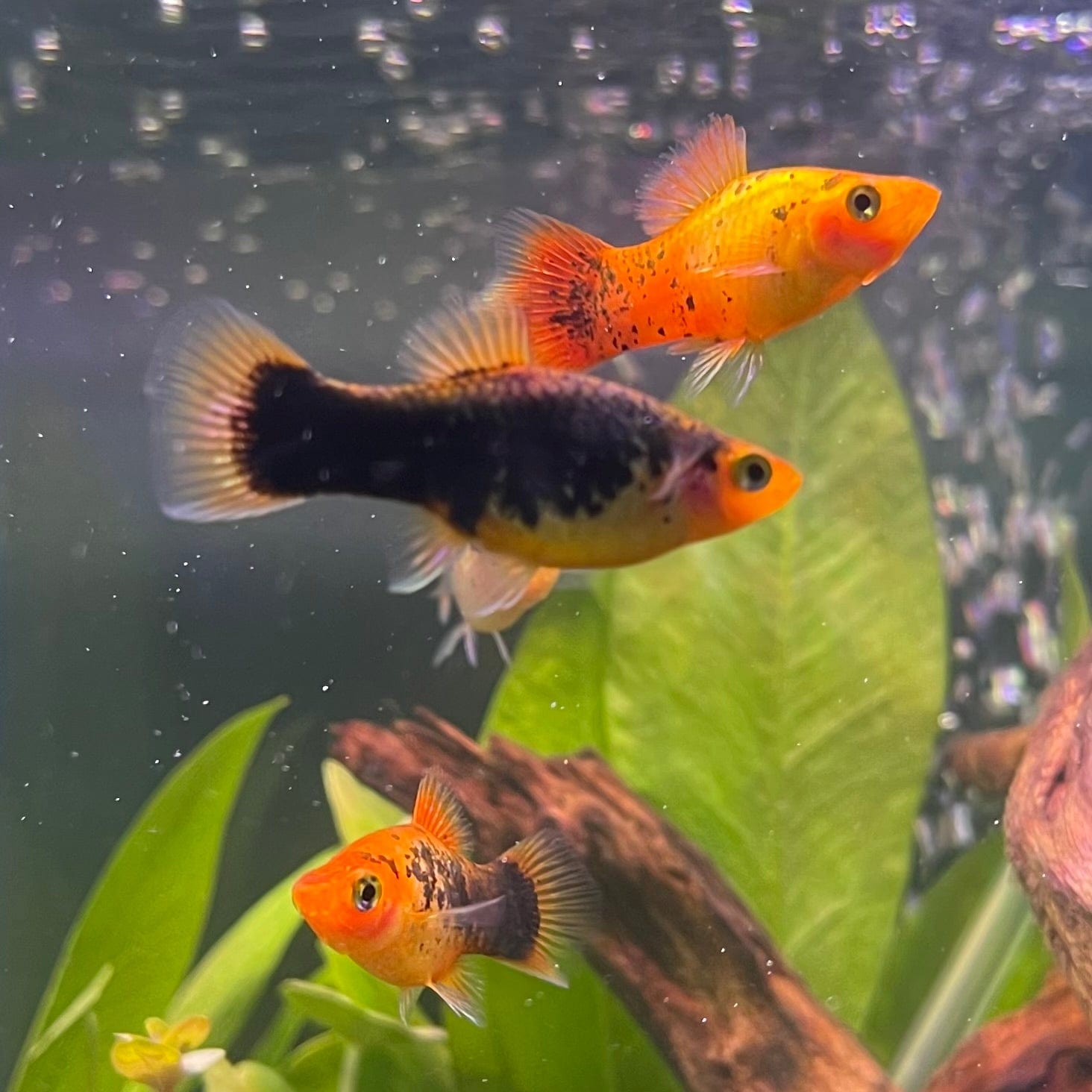 the-fish-farm Platy Platy - Red Gold Speckled 3-4cm Buy Platy Red Speckled - The Fish Farm Australia 