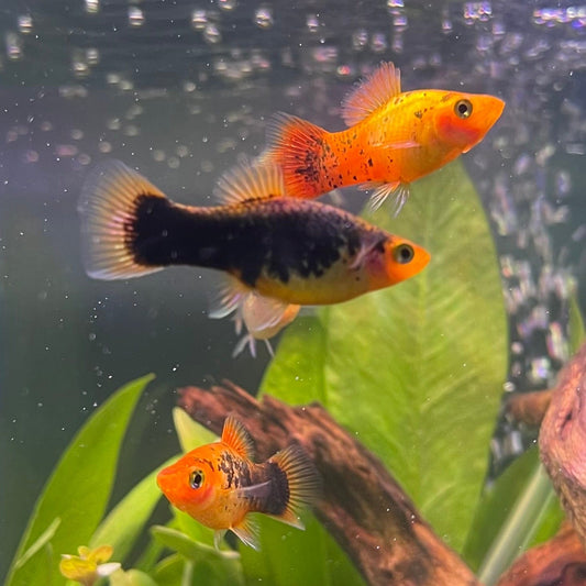 the-fish-farm Platy Platy - Red Gold Speckled 3-4cm Buy Platy Red Speckled - The Fish Farm Australia 