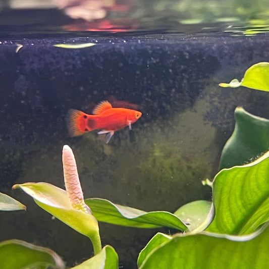 the-fish-farm Platy Platy - Red Mickey Mouse 3-4cm Red Mickey Platy 4cm - The Fish Farm