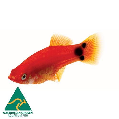 the-fish-farm Platy Platy - Red Mickey Mouse 4cm Red Mickey Platy 4cm - The Fish Farm