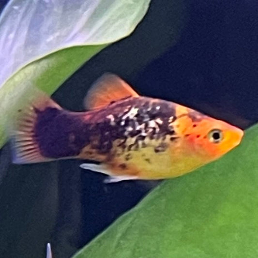 the-fish-farm Platy Platy - Red Speckled 4cm Buy Platy Red Speckled - The Fish Farm Australia 