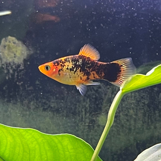 the-fish-farm Platy Platy - Red Speckled 4cm Buy Platy Red Speckled - The Fish Farm Australia 