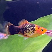 the-fish-farm Platy Platy - Red Speckled 4cm Buy Platy Red Speckled - The Fish Farm Australia 