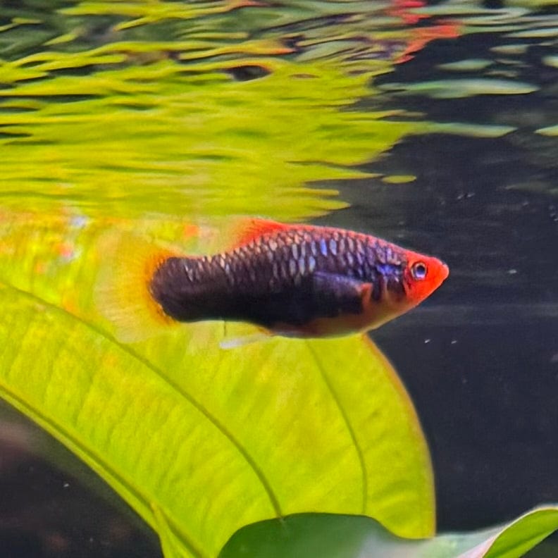 the-fish-farm Platy Platy - Red Tuxedo 4cm Platy Red Tux 4cm- The Fish Farm