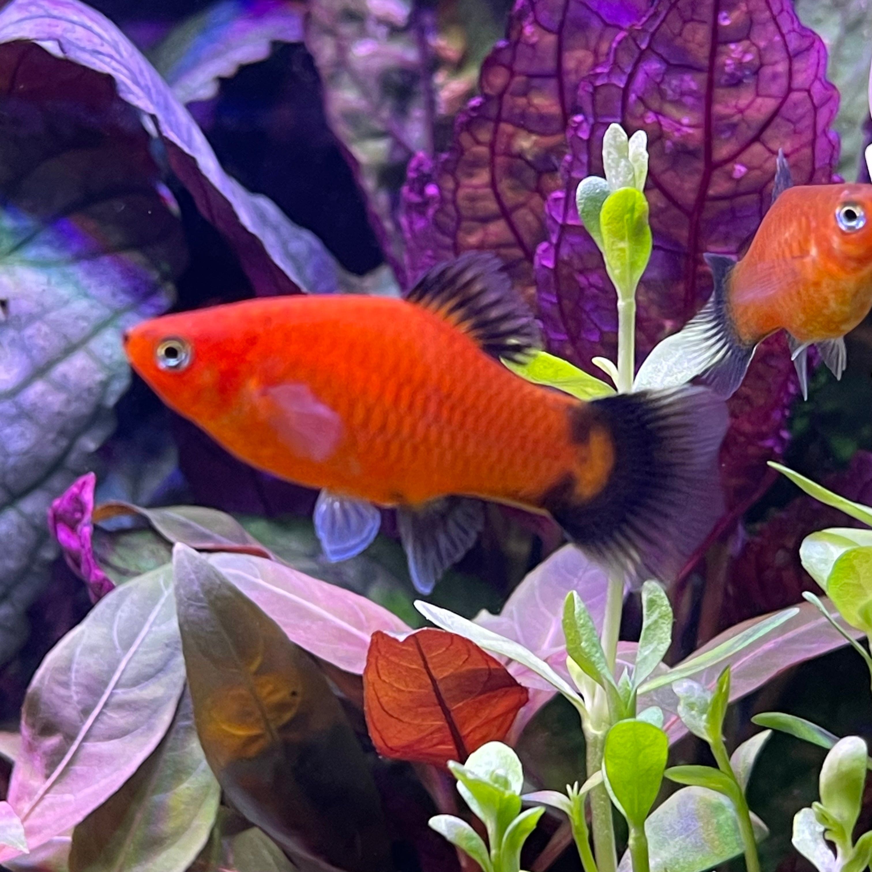 the-fish-farm Platy Platy - Red Wagtail 4cm Platy Red Wagtail 4cm - The Fish Farm