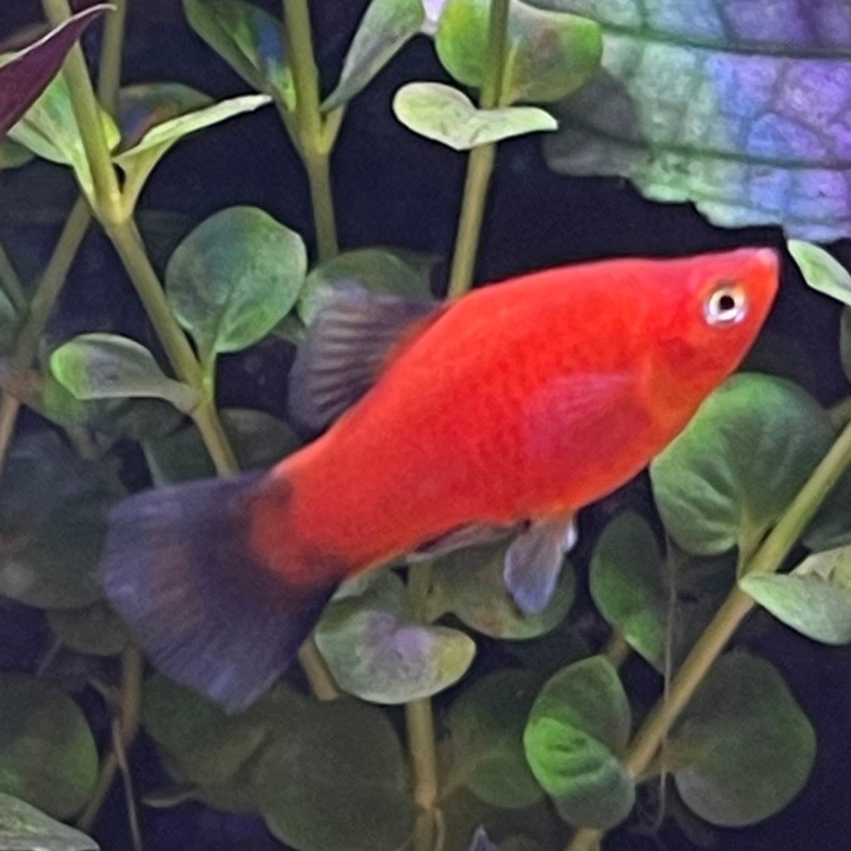 the-fish-farm Platy Platy - Red Wagtail 4cm Platy Red Wagtail 4cm - The Fish Farm