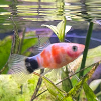 the-fish-farm Platy Platy - Tiger Mickey Mouse Buy Tiger Mickey Mouse Platies from The Fish Farm Australia