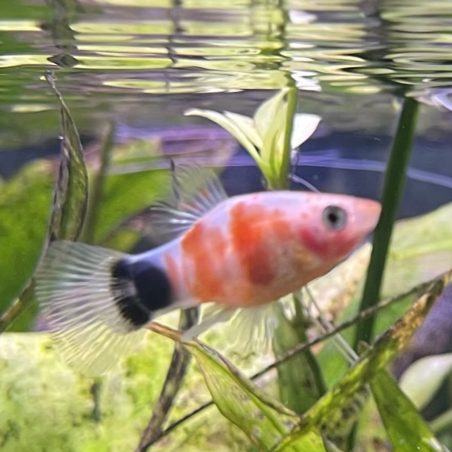 the-fish-farm Platy Platy - Tiger Mickey Mouse Buy Tiger Mickey Mouse Platies from The Fish Farm Australia