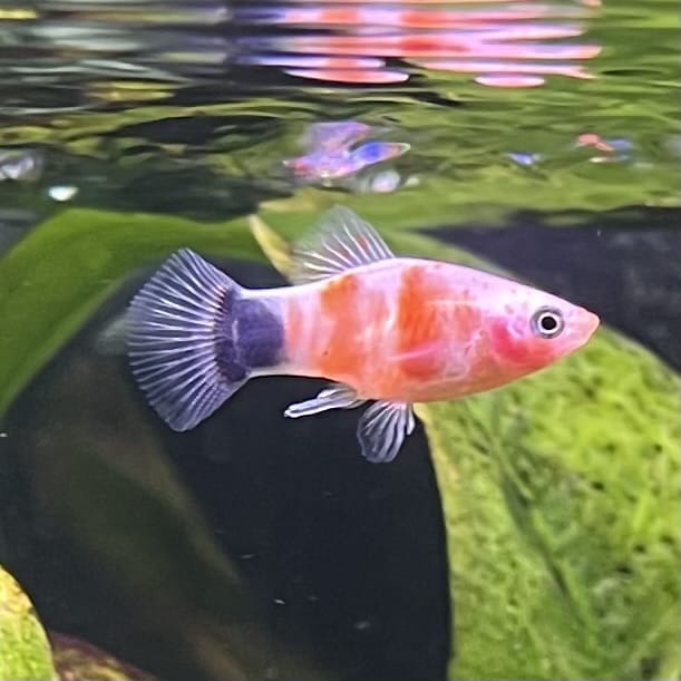 the-fish-farm Platy Platy - Tiger Mickey Mouse Buy Tiger Mickey Mouse Platies from The Fish Farm Australia