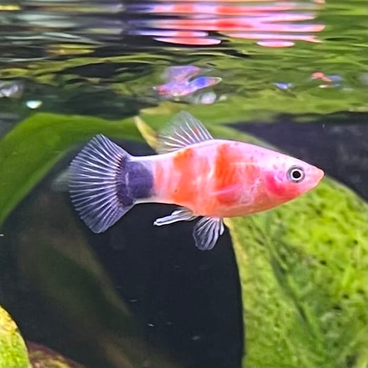 the-fish-farm Platy Platy - Tiger Mickey Mouse Buy Tiger Mickey Mouse Platies from The Fish Farm Australia