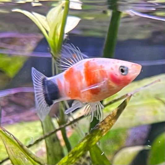the-fish-farm Platy Platy - Tiger Mickey Mouse Buy Tiger Mickey Mouse Platies from The Fish Farm Australia