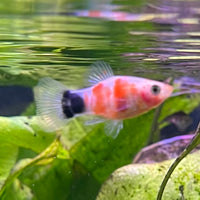 the-fish-farm Platy Platy - Tiger Mickey Mouse Buy Tiger Mickey Mouse Platies from The Fish Farm Australia