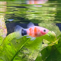 the-fish-farm Platy Platy - Tiger Mickey Mouse Buy Tiger Mickey Mouse Platies from The Fish Farm Australia