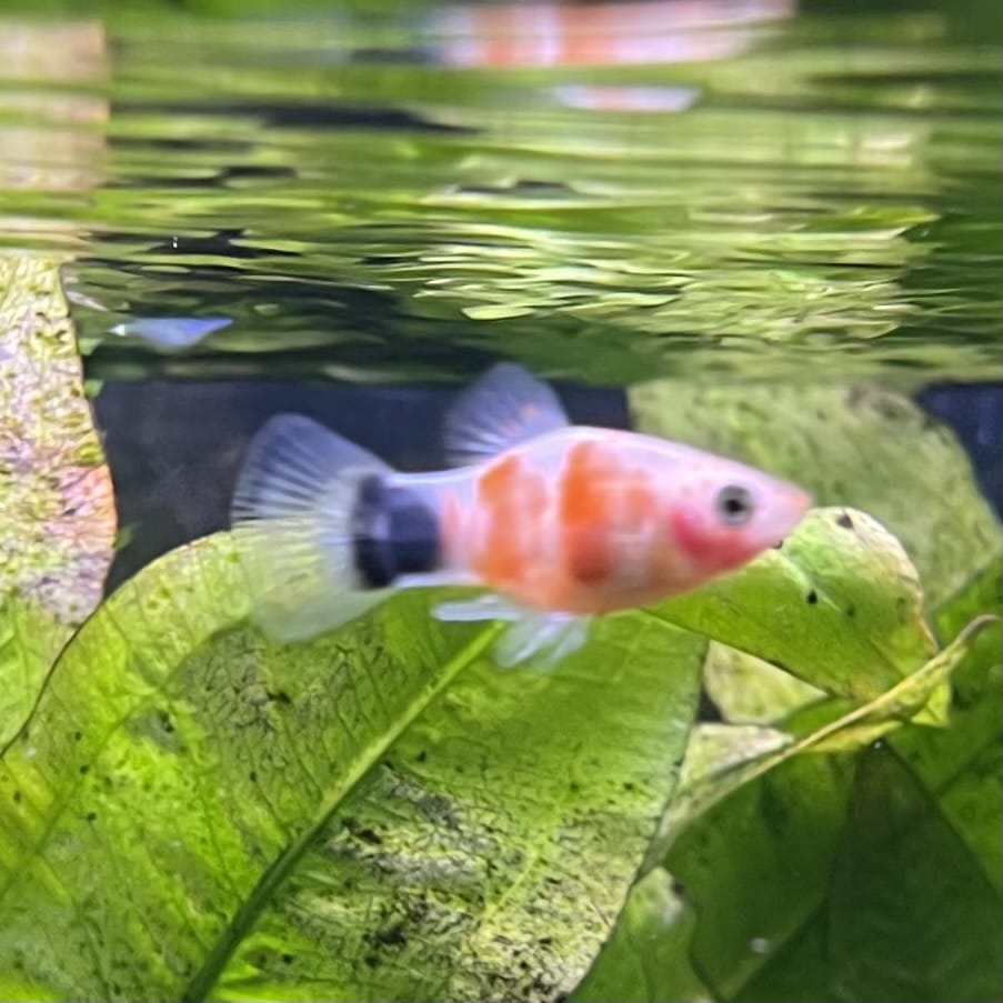 the-fish-farm Platy Platy - Tiger Mickey Mouse Buy Tiger Mickey Mouse Platies from The Fish Farm Australia