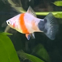 the-fish-farm Platy Platy - Tiger Mickey Mouse Buy Tiger Mickey Mouse Platies from The Fish Farm Australia